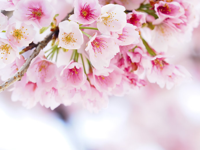 桜の葉の塩漬け 桜の花の塩漬け で使われる桜は何を使っているの
